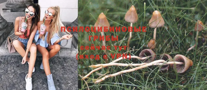 Галлюциногенные грибы Psilocybe  Алдан 